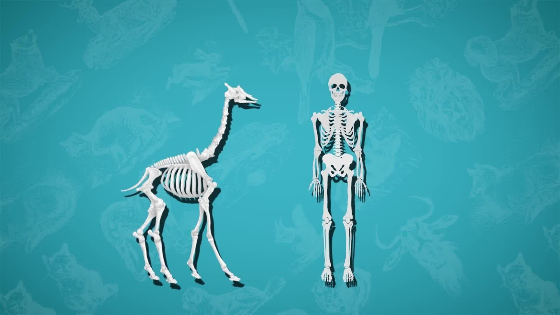 I WONDER - How Long Is A Giraffe's Neck?