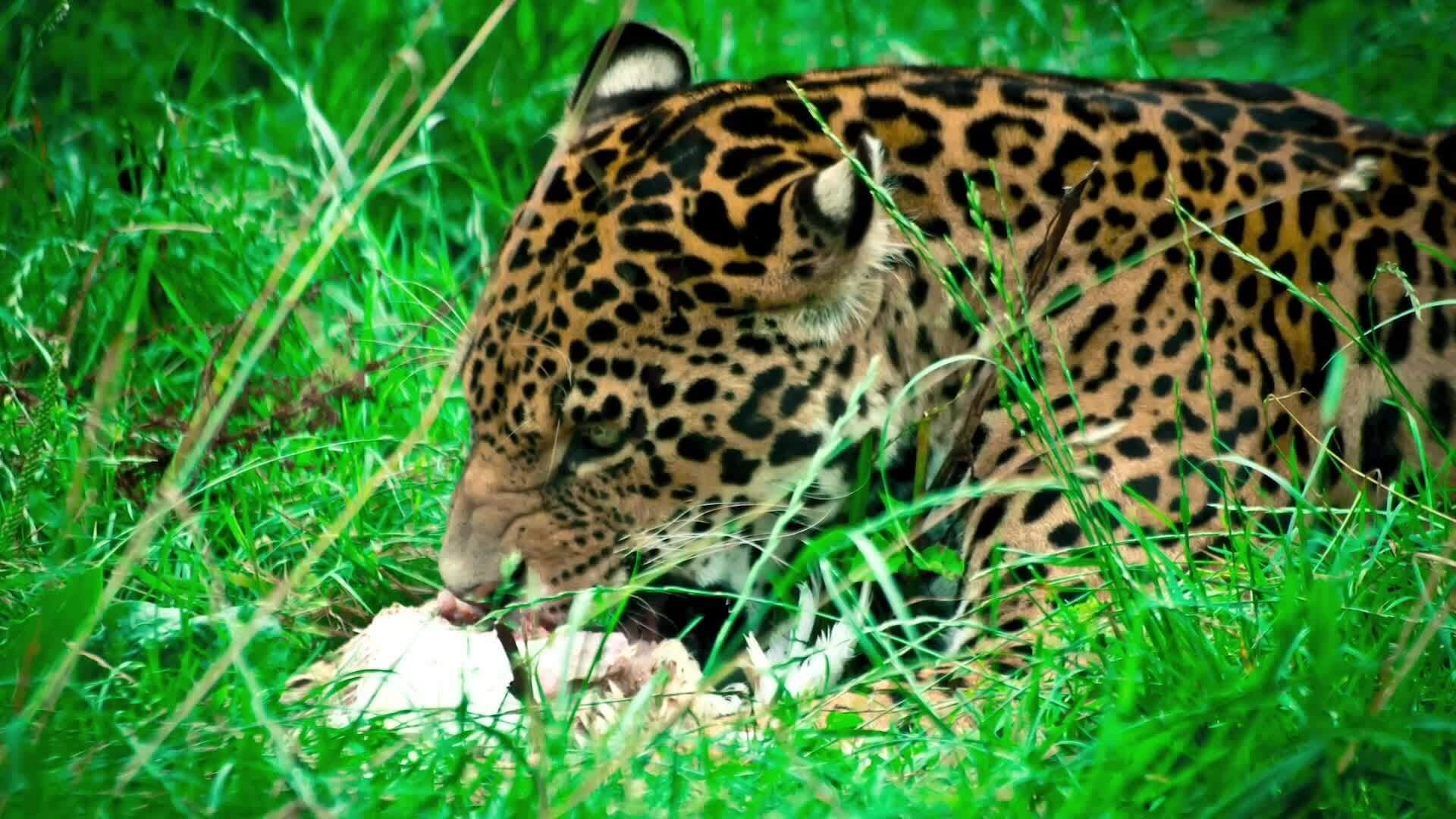 Discovering Forest Ecosystems: Diversity and Importance