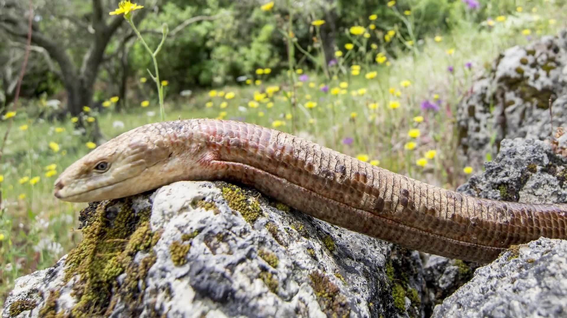 Science Kids: Lizards