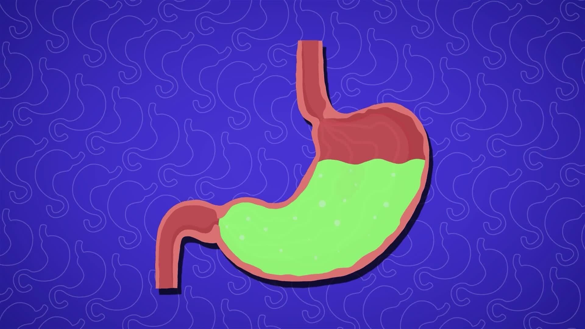 I WONDER - What Does Stomach Acid Do?