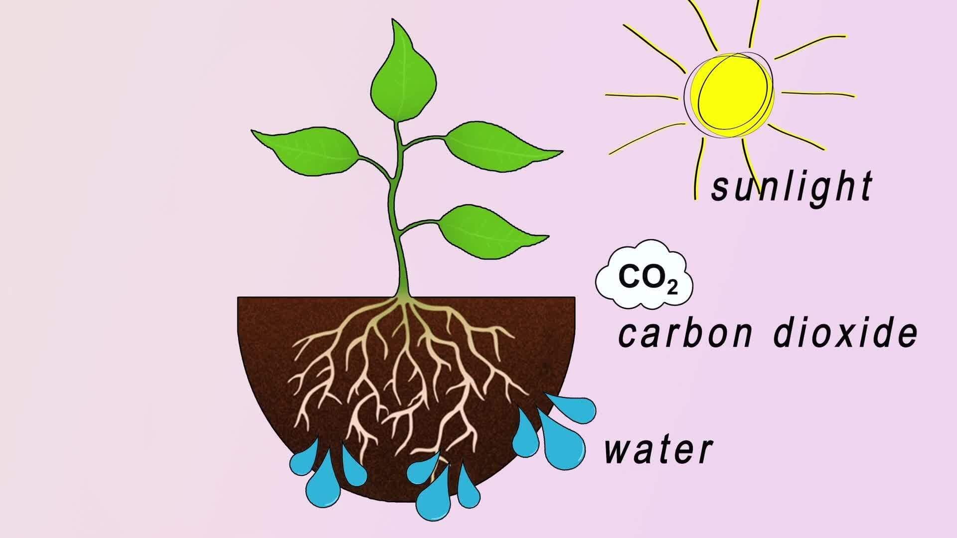 Harnessing the Sun: How Plants Turn Light into Life