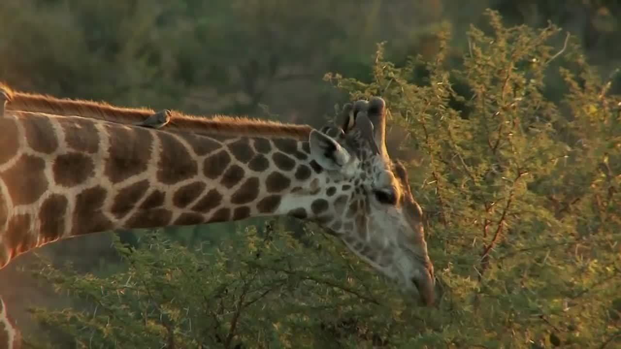 Giraffes!  Learn about Giraffes for Kids