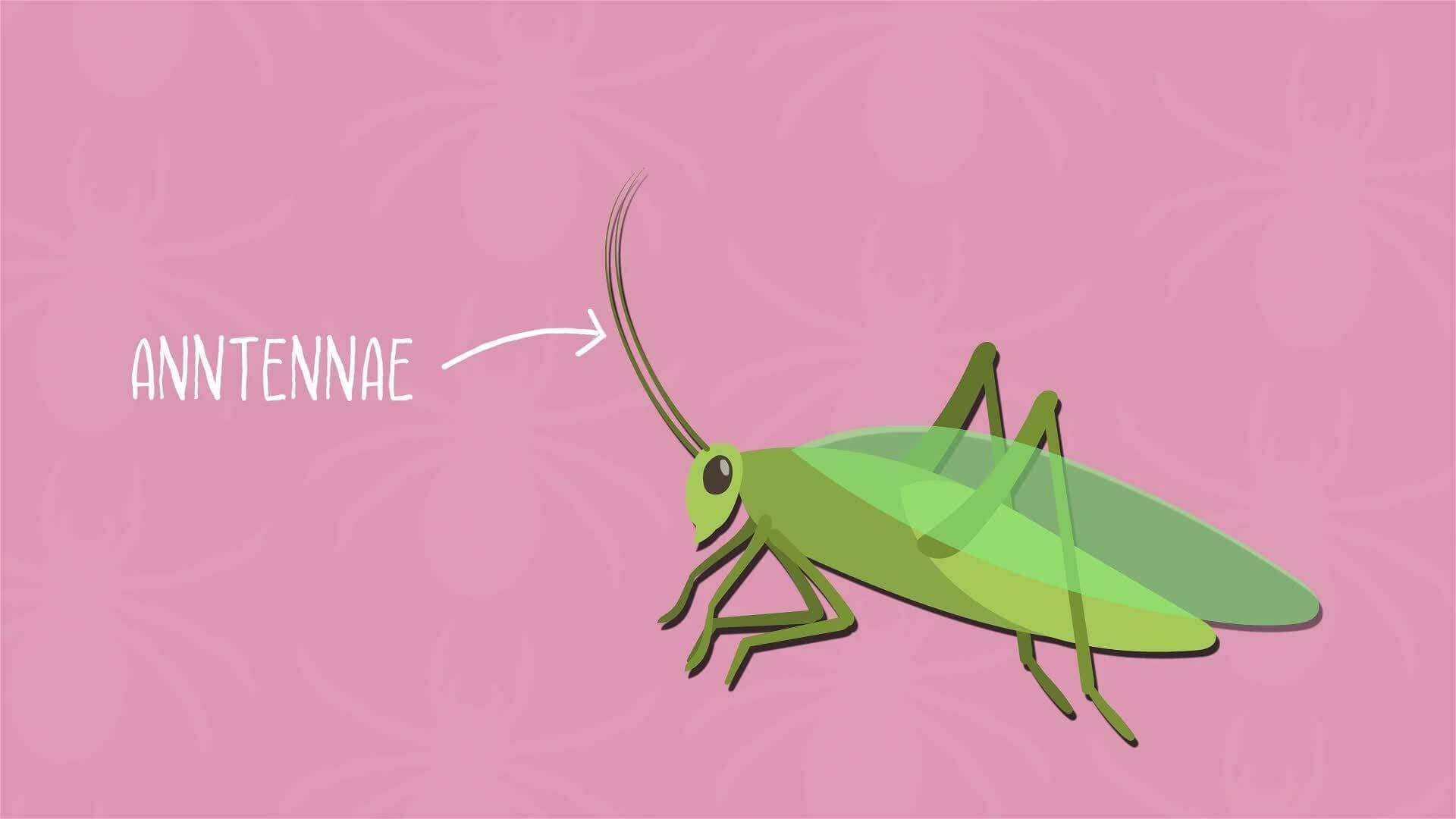 I WONDER - How Many Legs Do Arachnids Have?