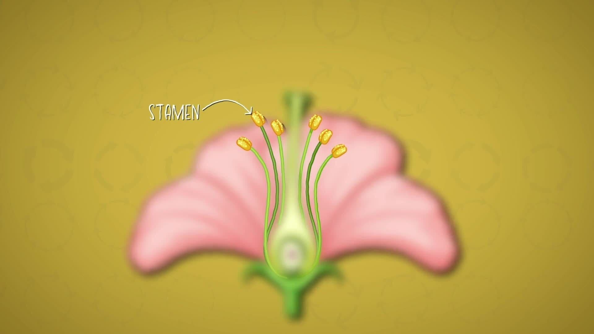 I WONDER - How Do Flowering Plants Reproduce?