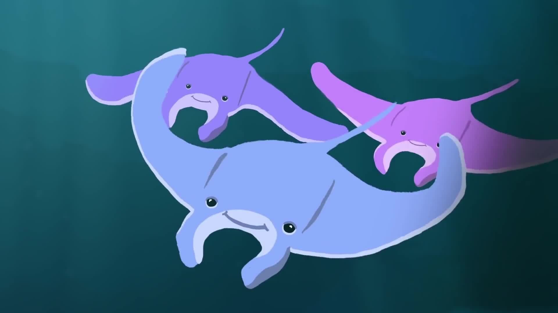 Whizpops! Manta Ray Music Video