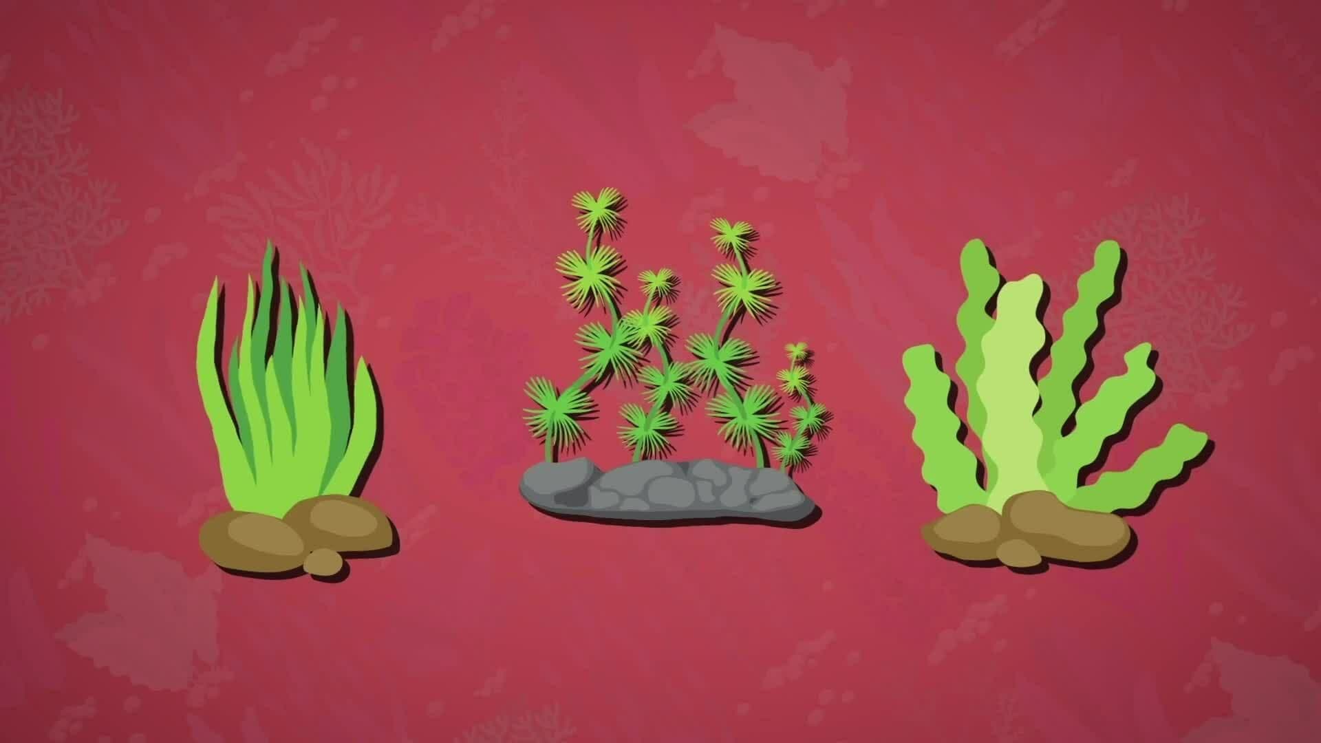 I WONDER - How Important Are Aquatic Plants?