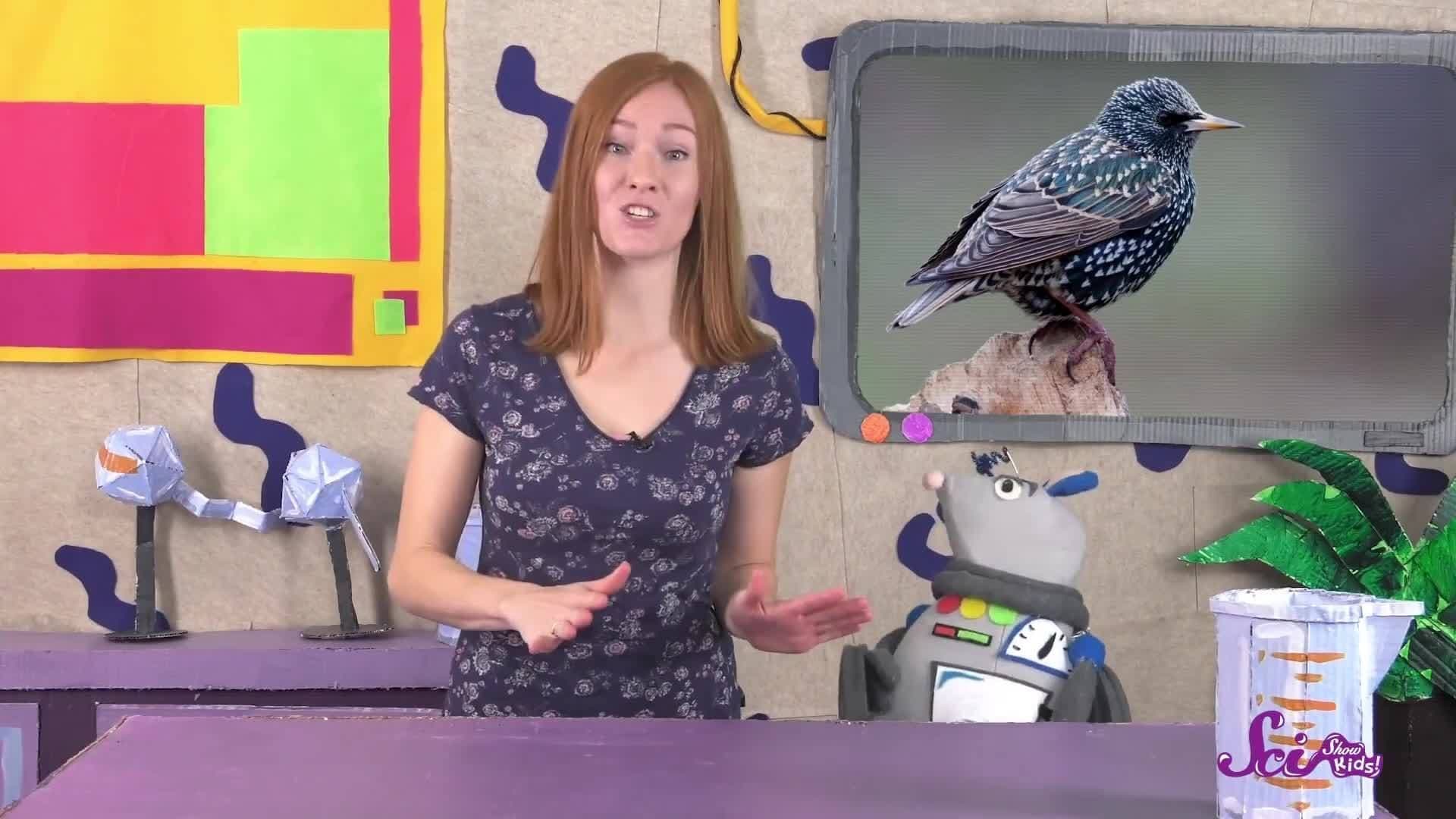Invading Birds!