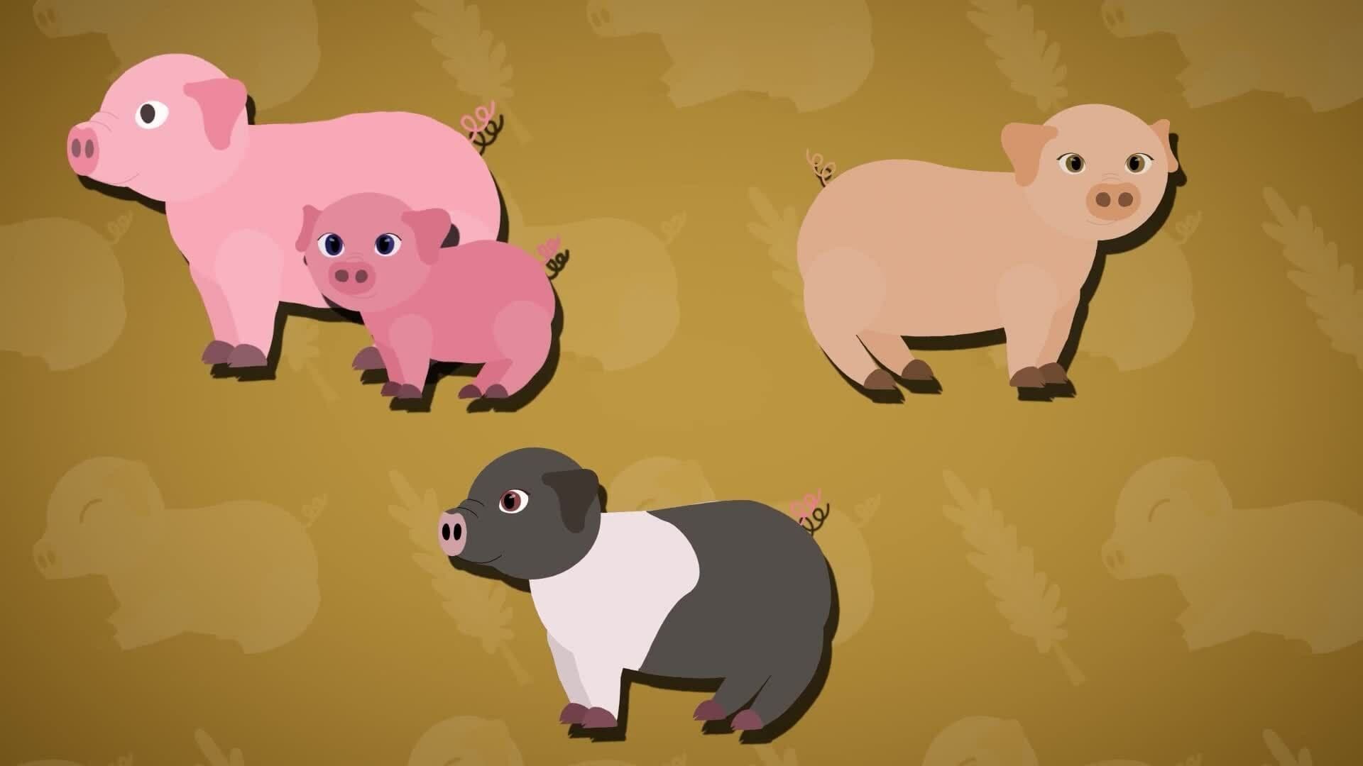 I WONDER - What Different Types Of Pigs Are There?