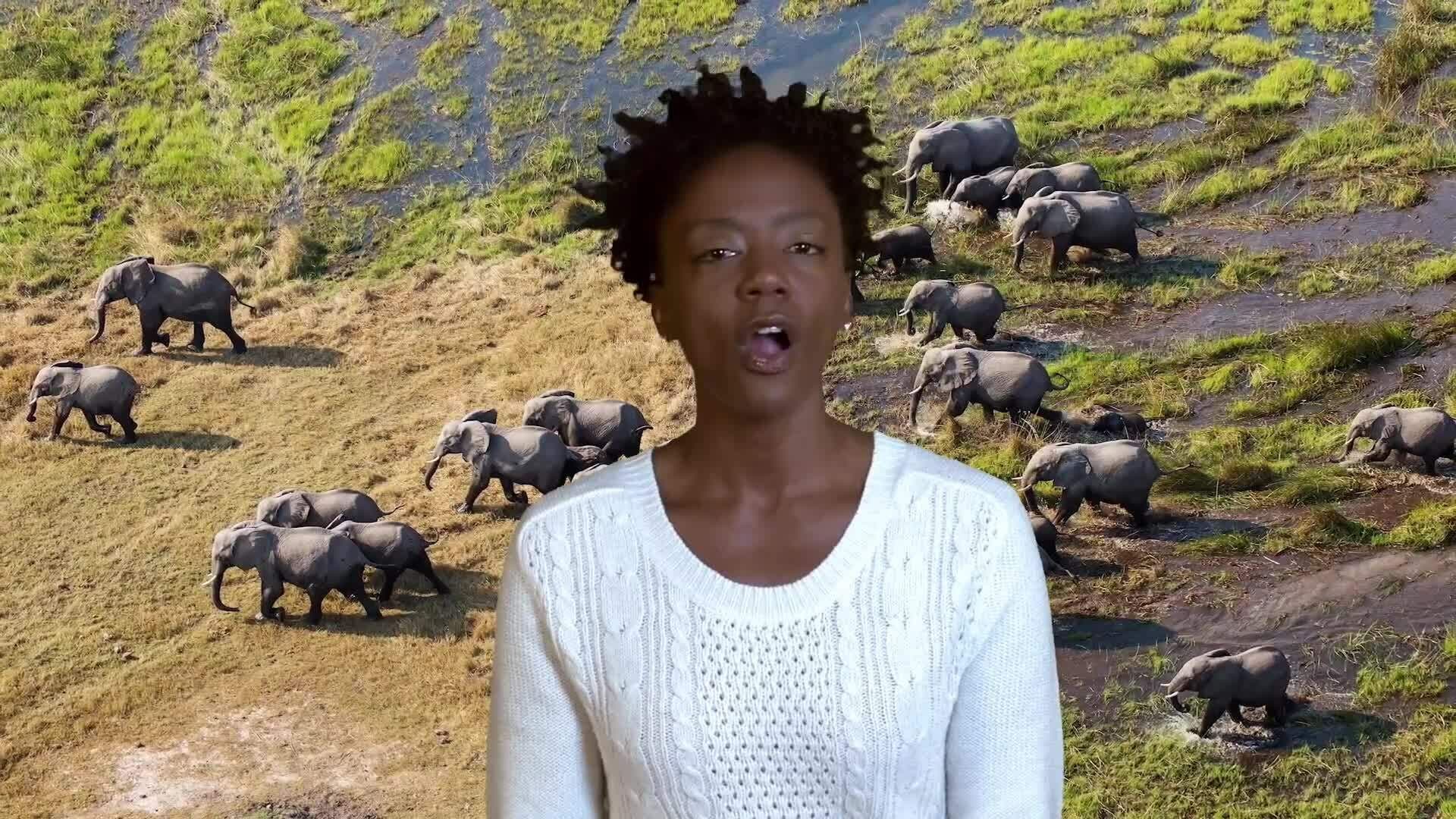 Elephant Conservation: Challenges and Hope in the Modern World