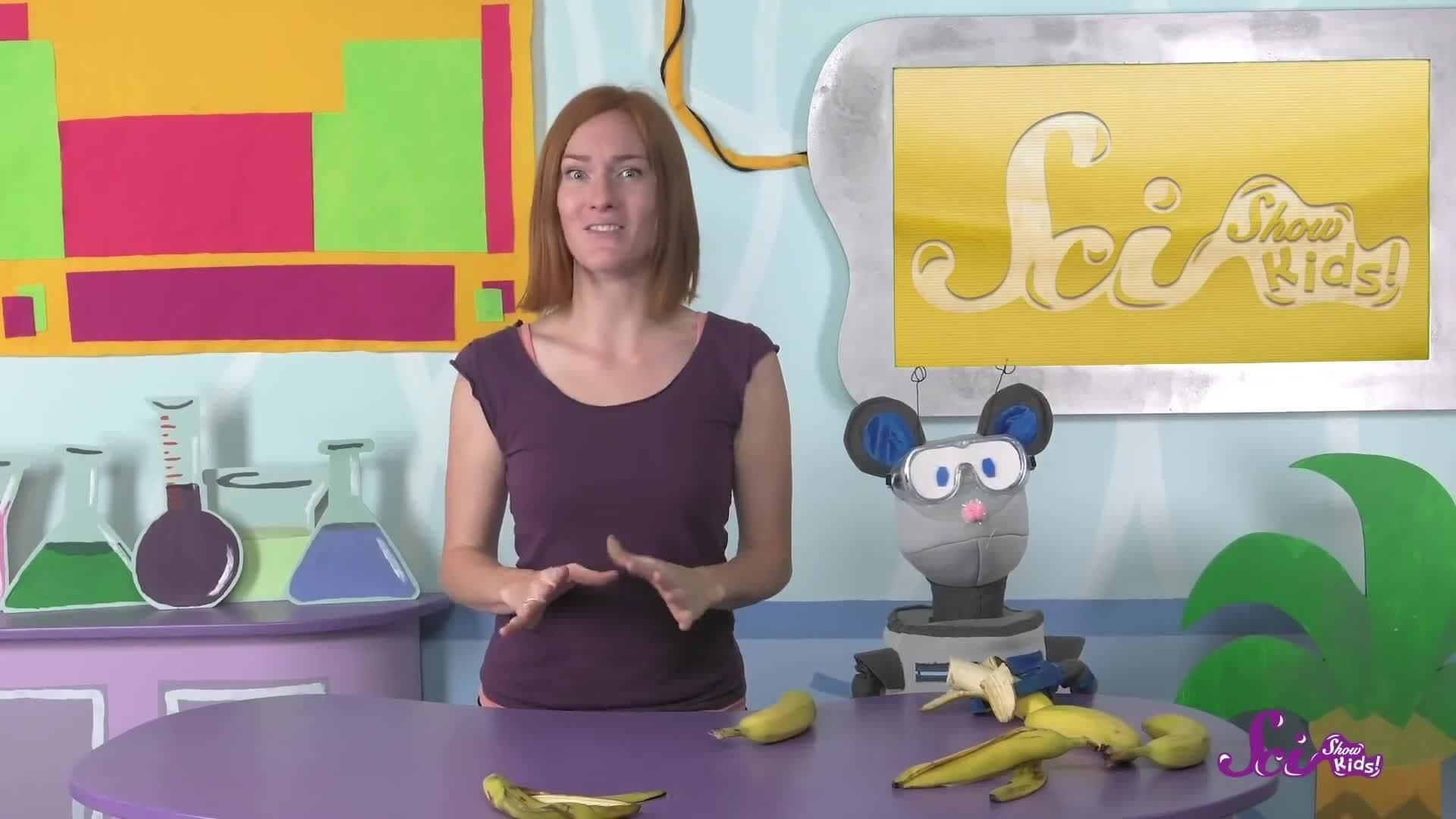 Where Do Bananas Come From? Botany for Kids