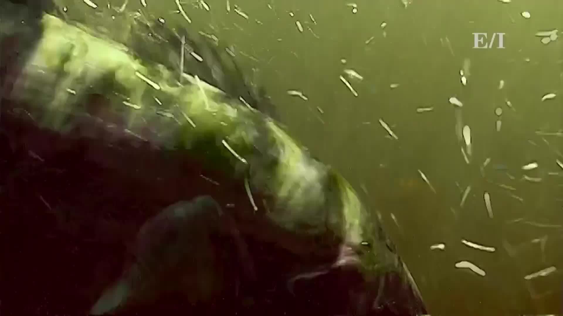 How to catch a fish