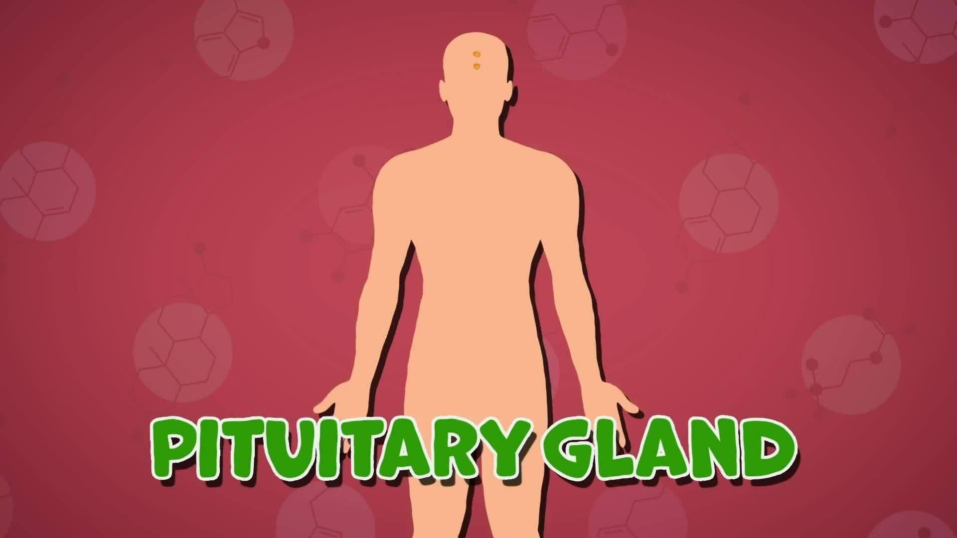 I WONDER - What Job Does The Pituitary Gland Do?