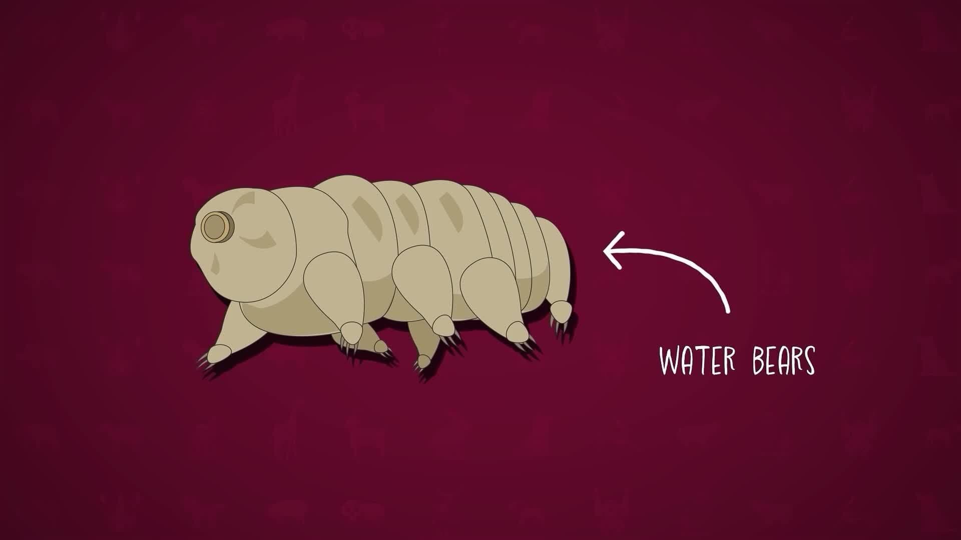 I WONDER - What Is Special About A Tardigrade?