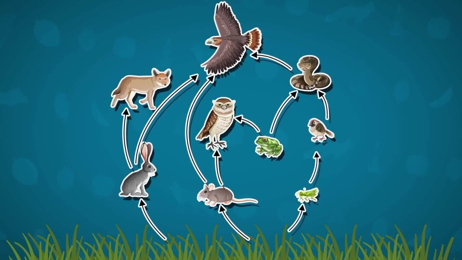 I WONDER - What Is A Food Web?