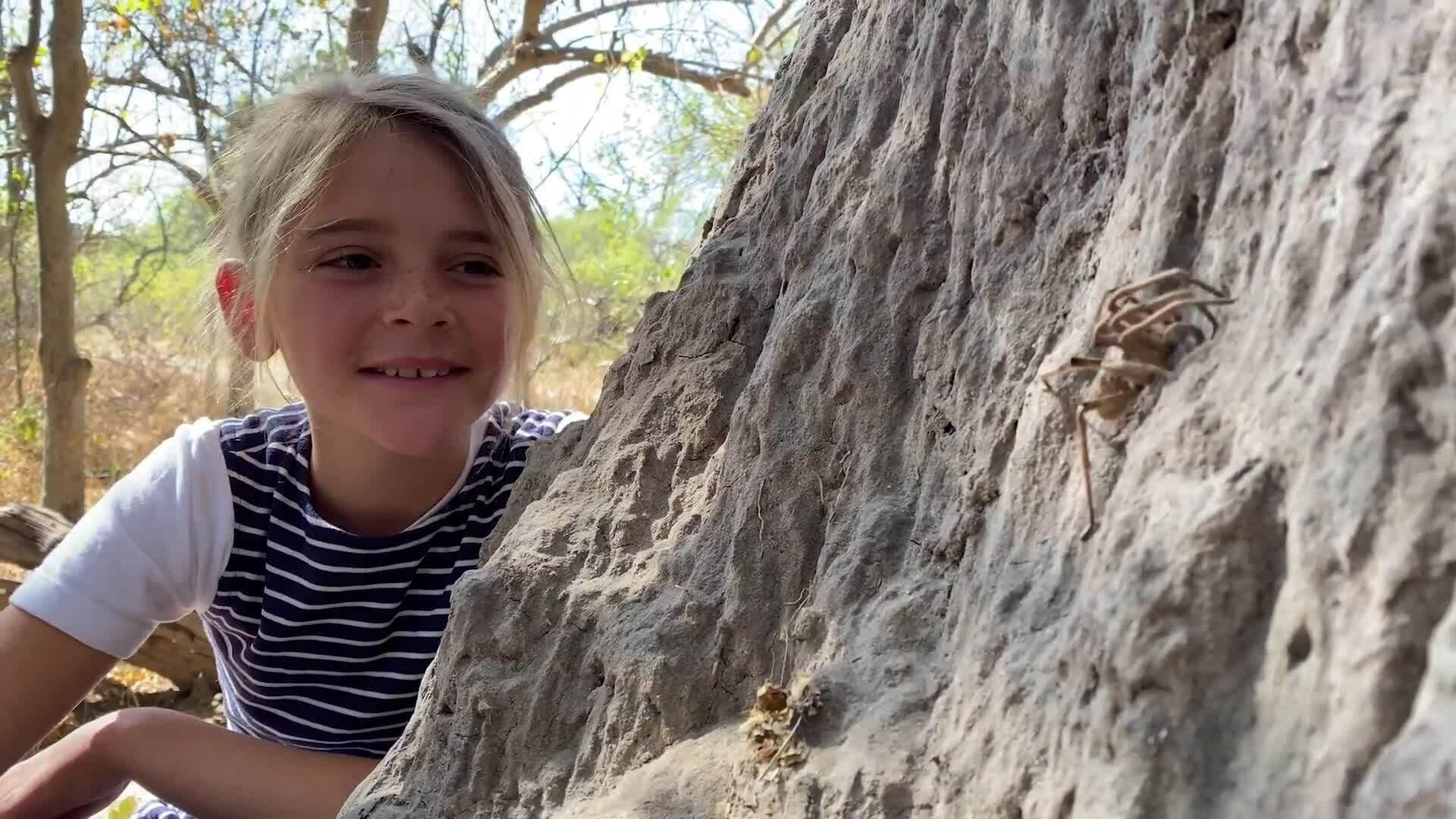 On Safari With Nala - Baboon Spider