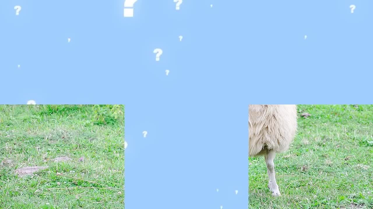Guess the Animal! (Part Two)  Learning Animals For Kids