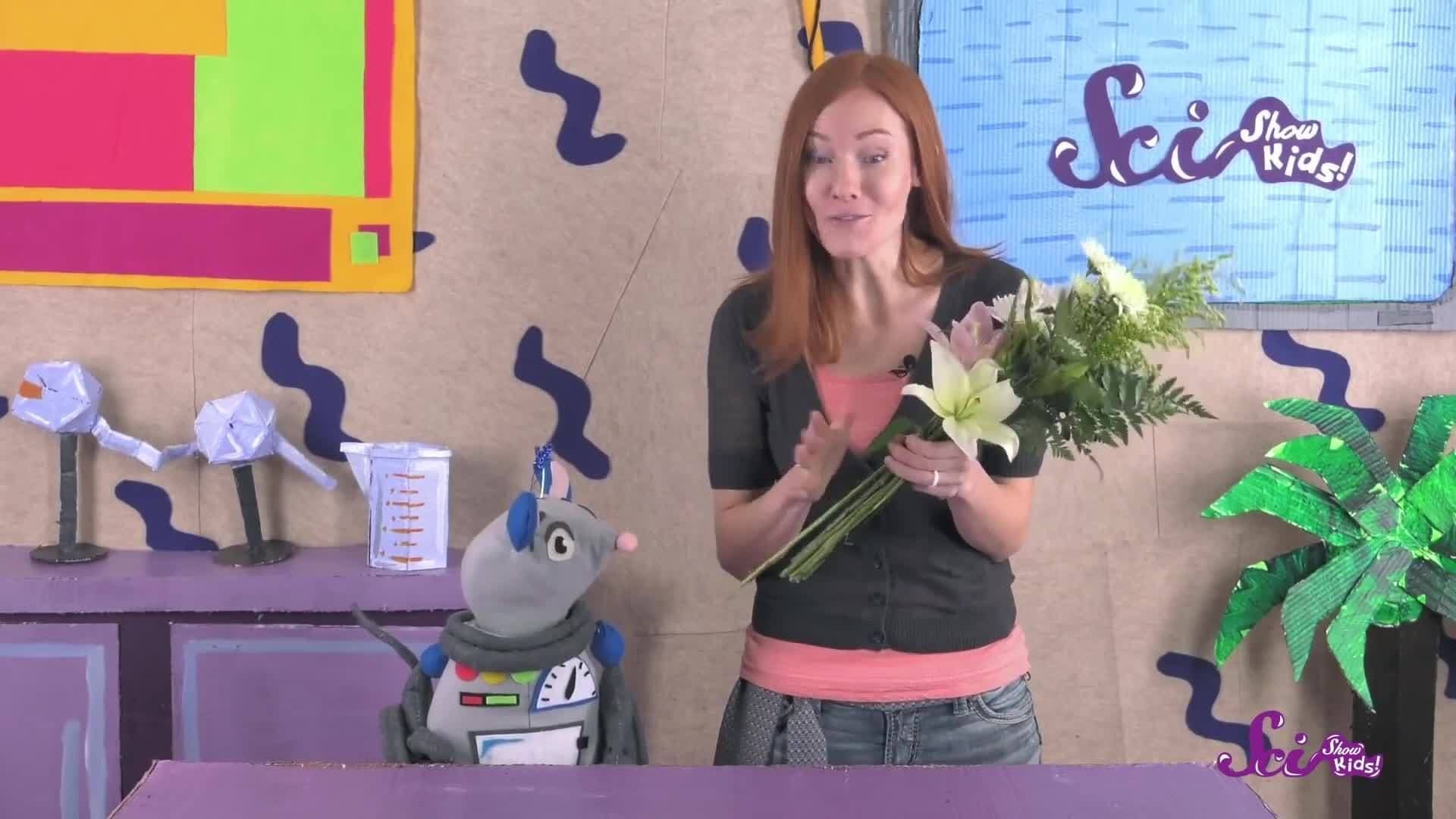 Look Inside a Flower! Science Project for Kids