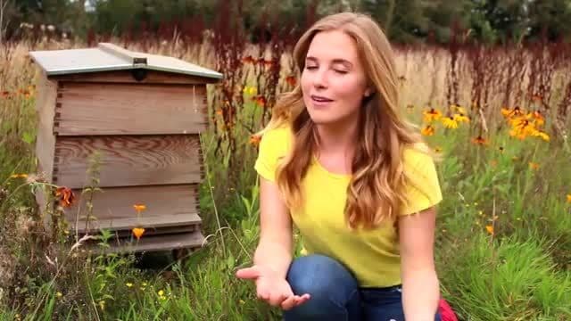 BEE Curious About The Environment!