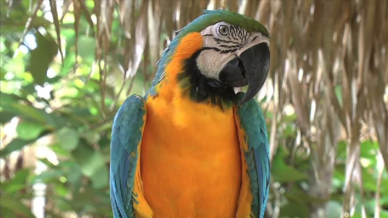 Tropical Rainforest
