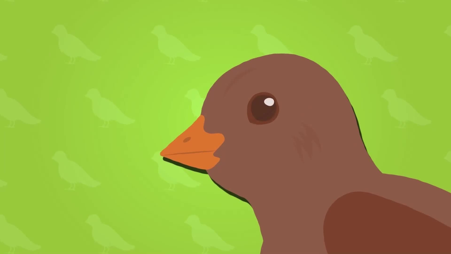 I WONDER - Why Do Birds Have Hollow Bones?