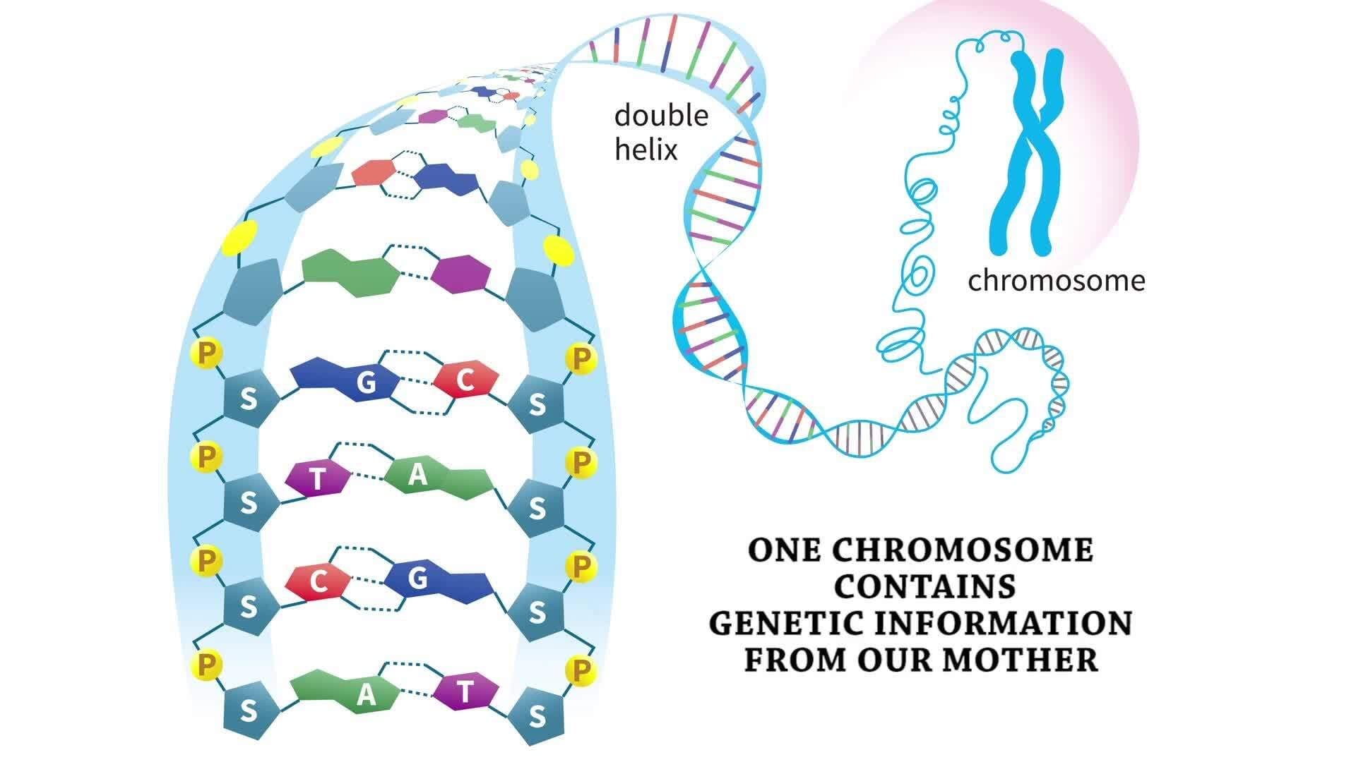Chromosomes: The Carriers of Genetic Blueprints