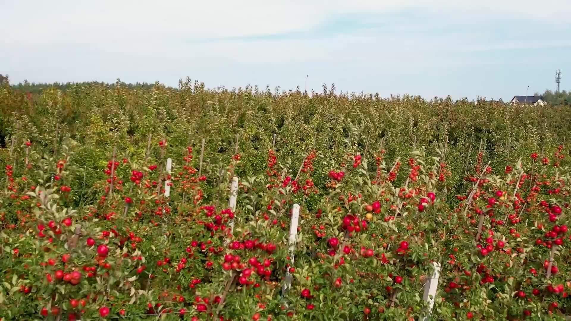 Agriculture AI