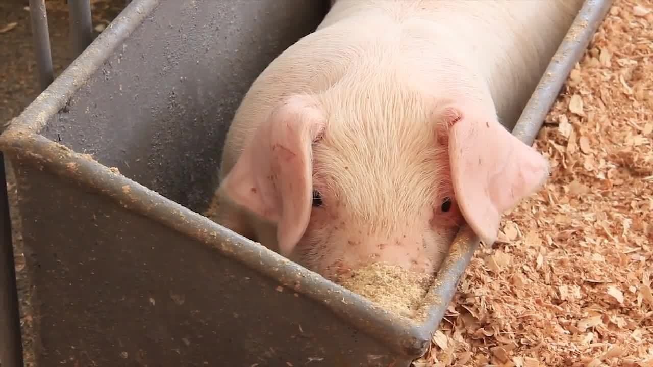Pigs! Pig Facts and Learning About Pigs for Kids