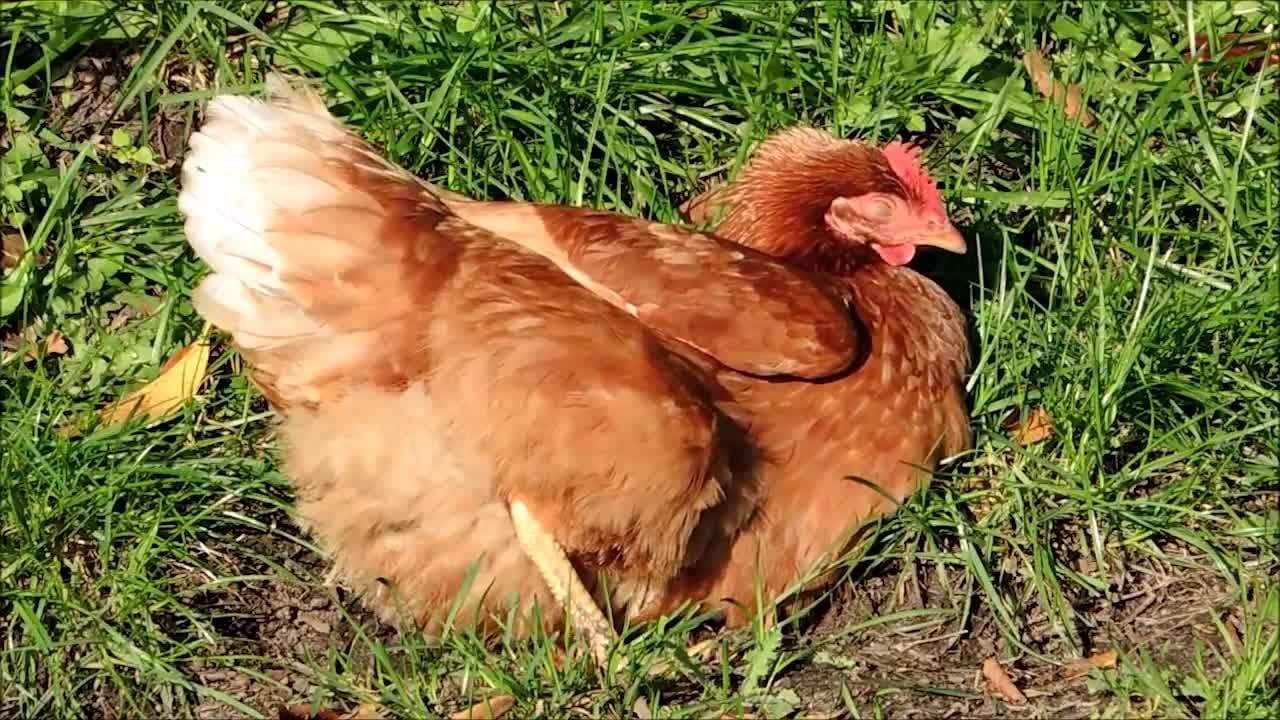 Chickens!  Learn about Chickens for Kids