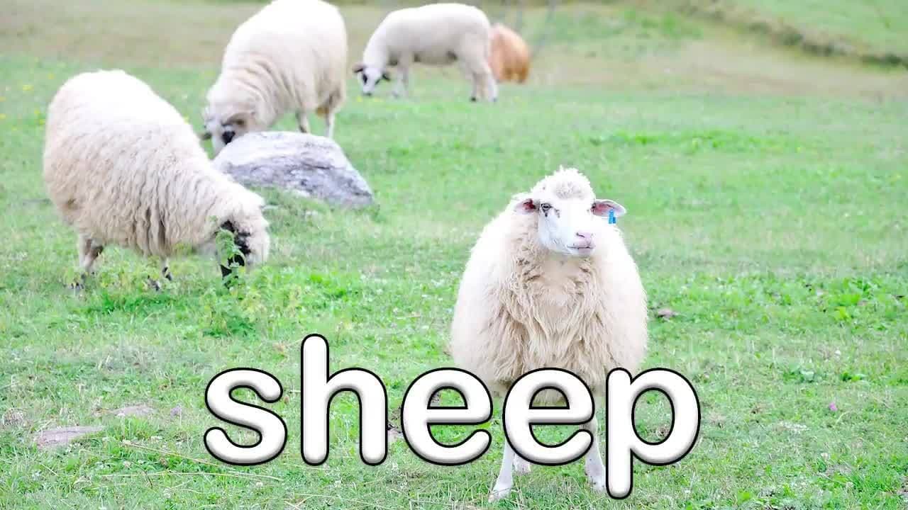 Farm Animal Sounds for Toddlers and Kids