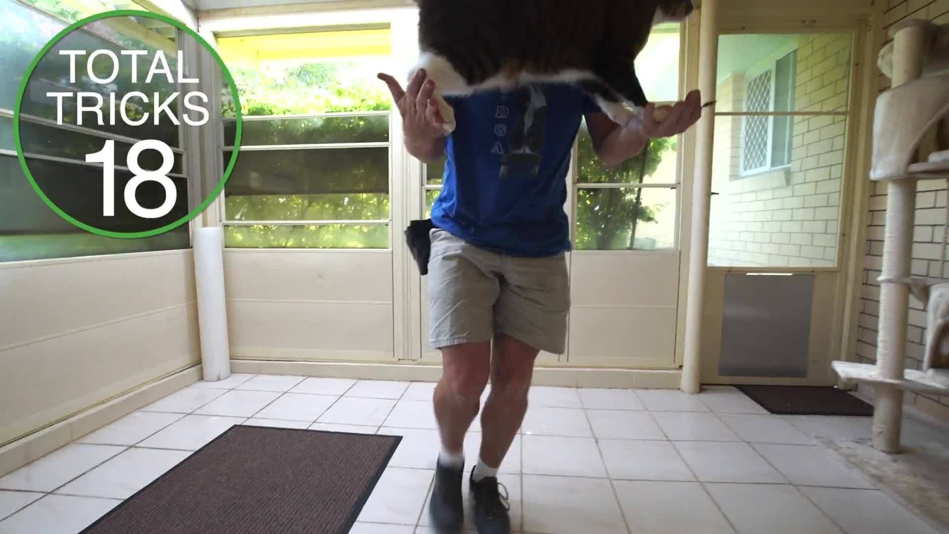 Didga the Cat: Guinness World Records Holder for Most Tricks in a Minute