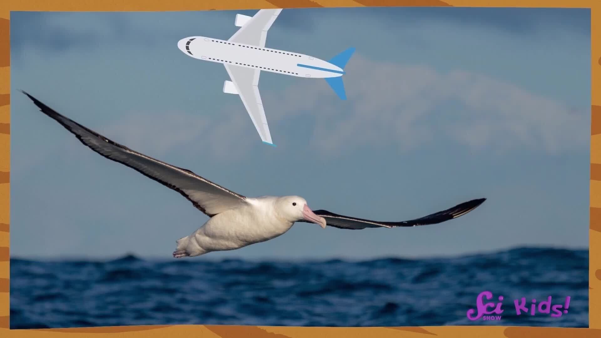How Animals Fly! | The Science of Flight | SciShow Kids