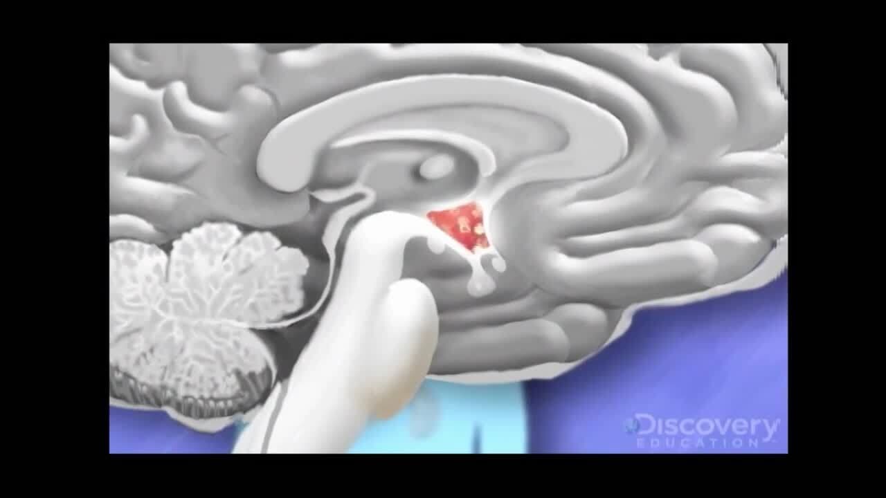 Hormones in the Human Body: The Pituitary Gland