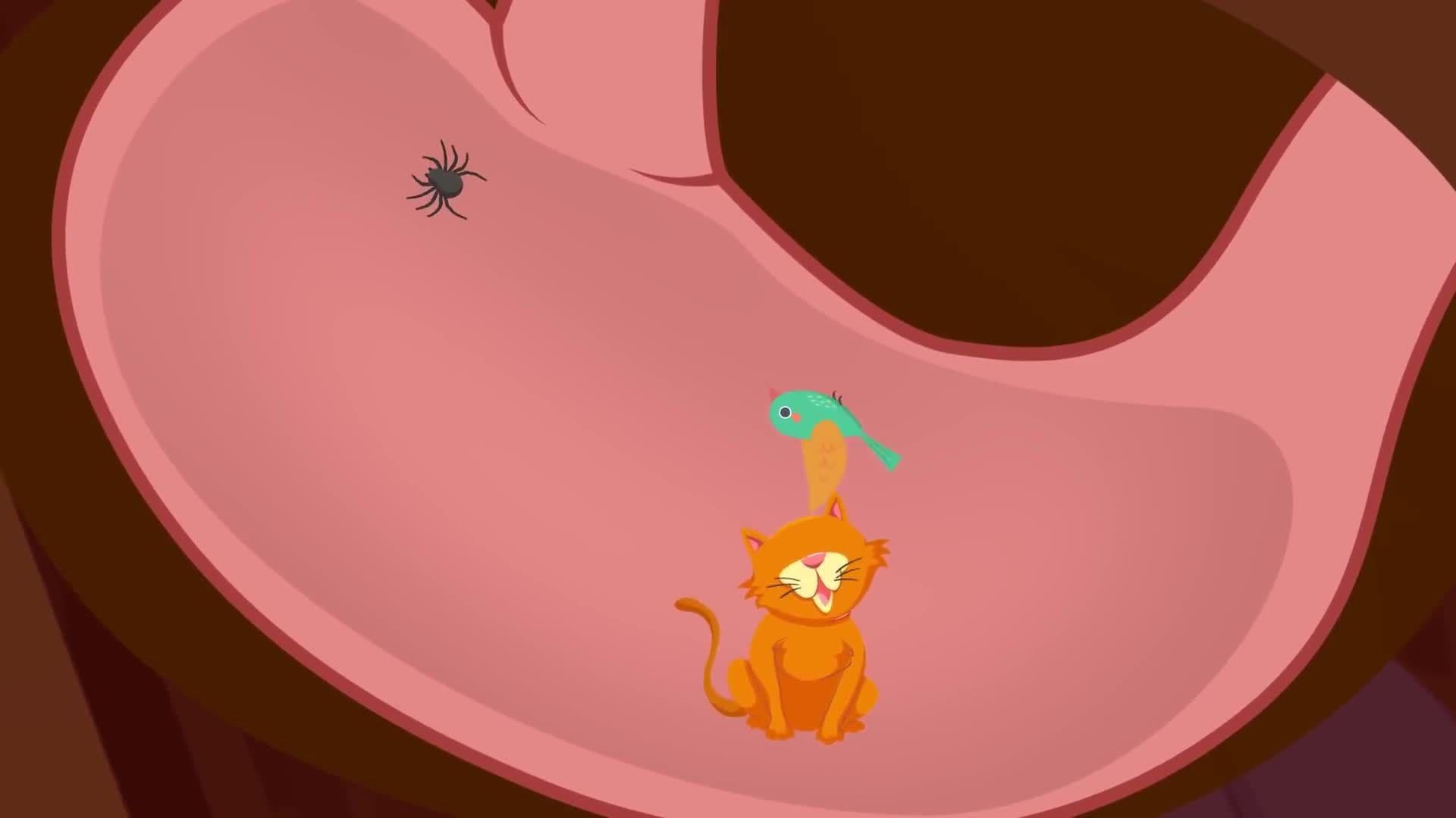 I Know An Old Lady who Swallowed a Fly