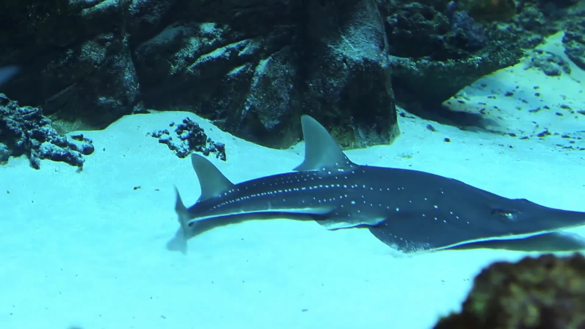 Five Facts - Fish