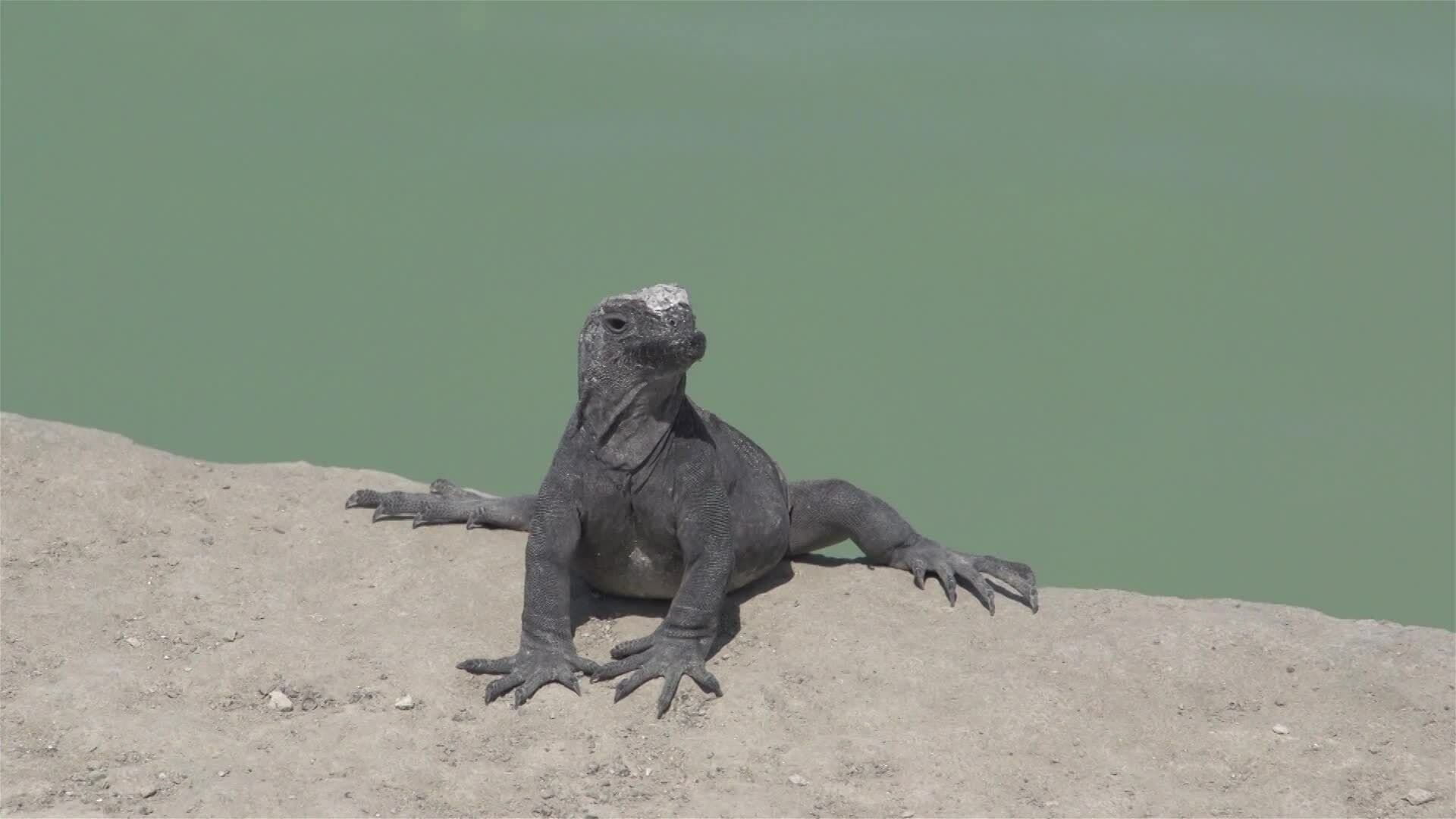 I WONDER - How Do Lizards Travel Across The Desert Sand?