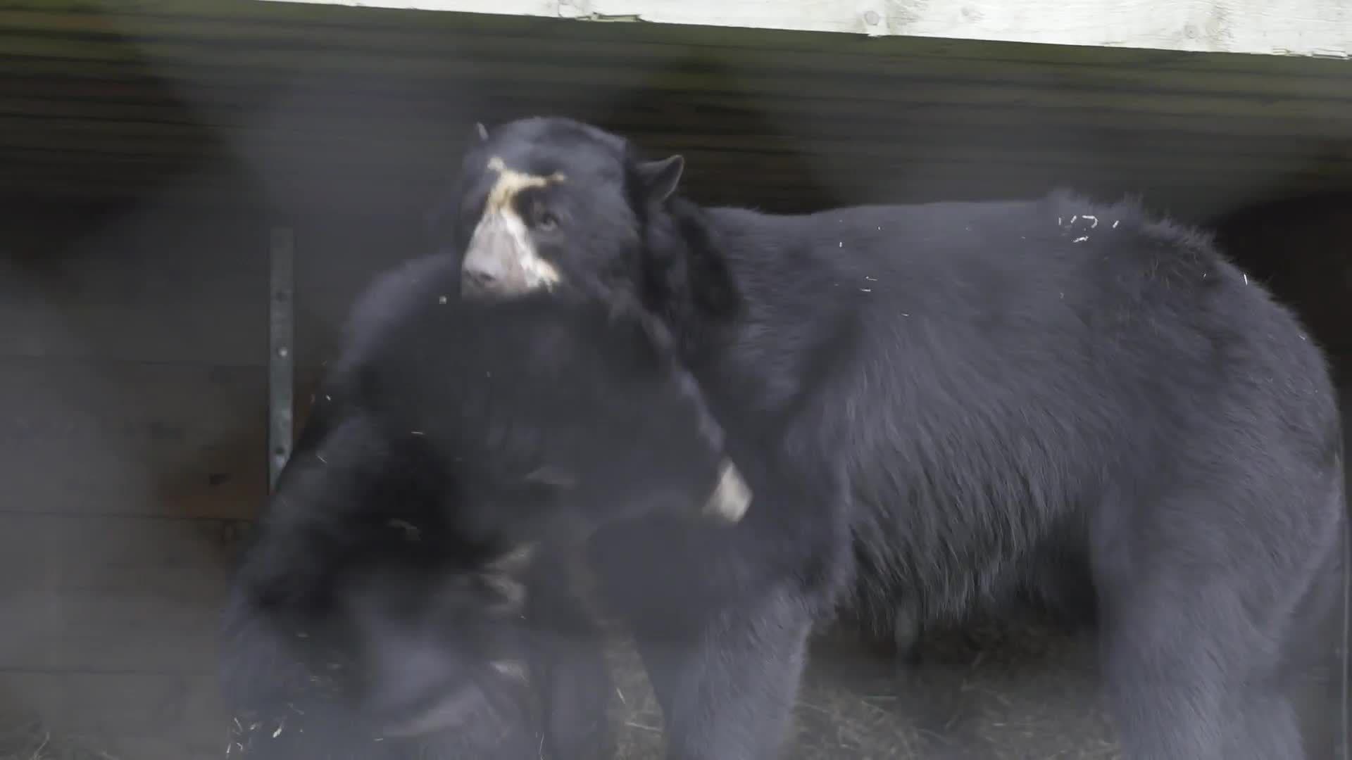 Exploring the Animal Kingdom at Port Lympne