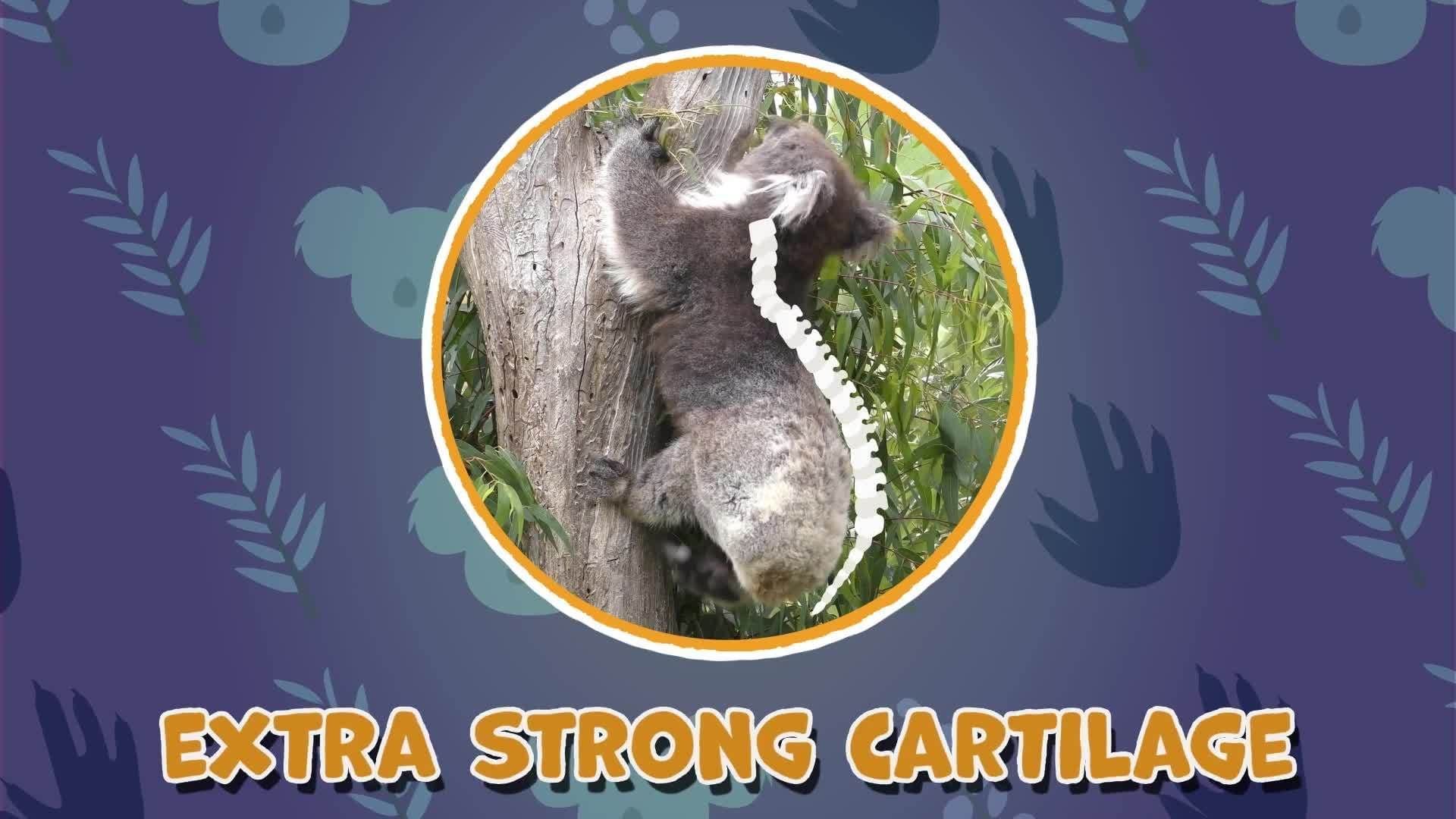 Koala Facts