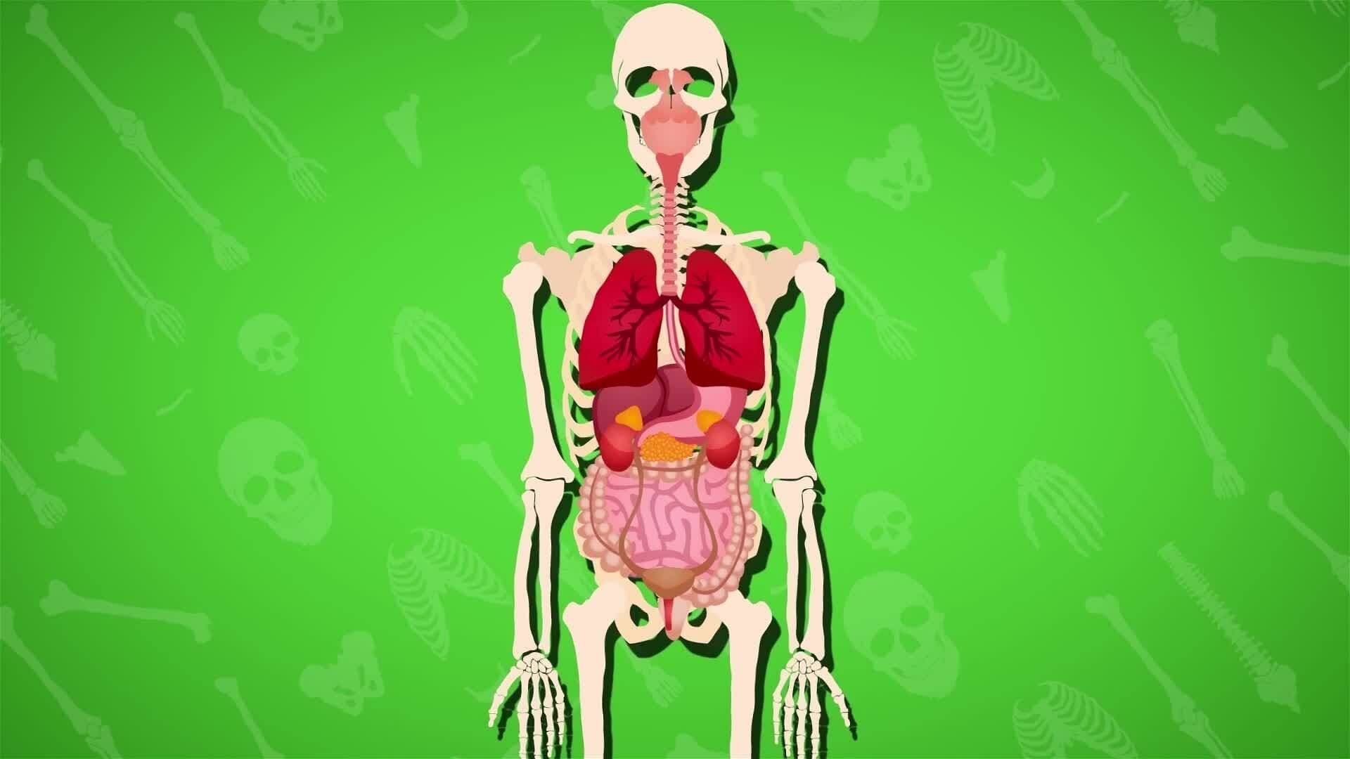 I WONDER - What Job Do The Bones Do?