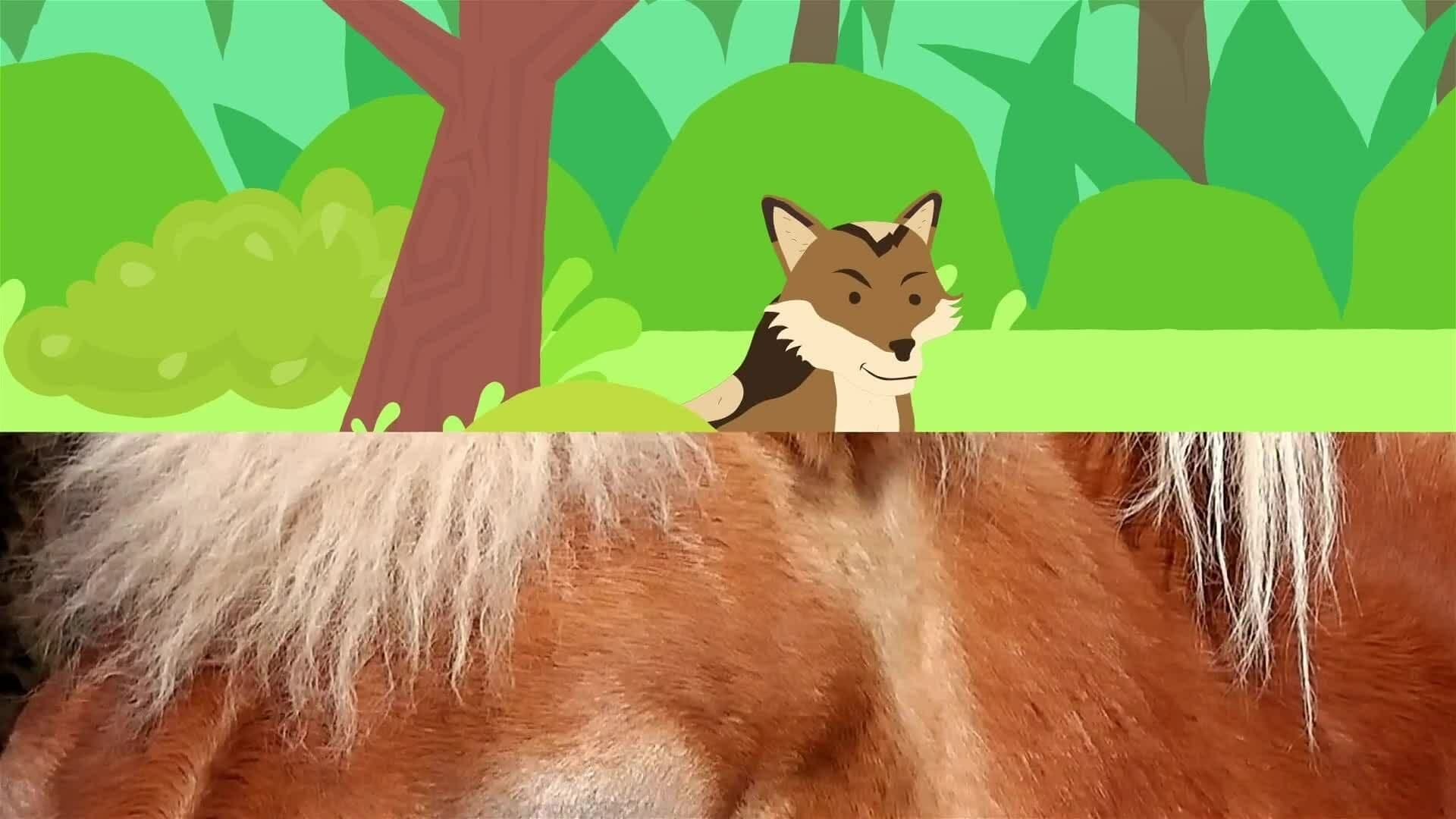 I WONDER - What Special Features Do Horses Have?