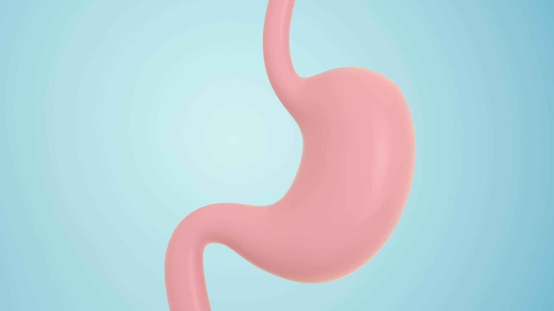 High Five Facts - Stomach