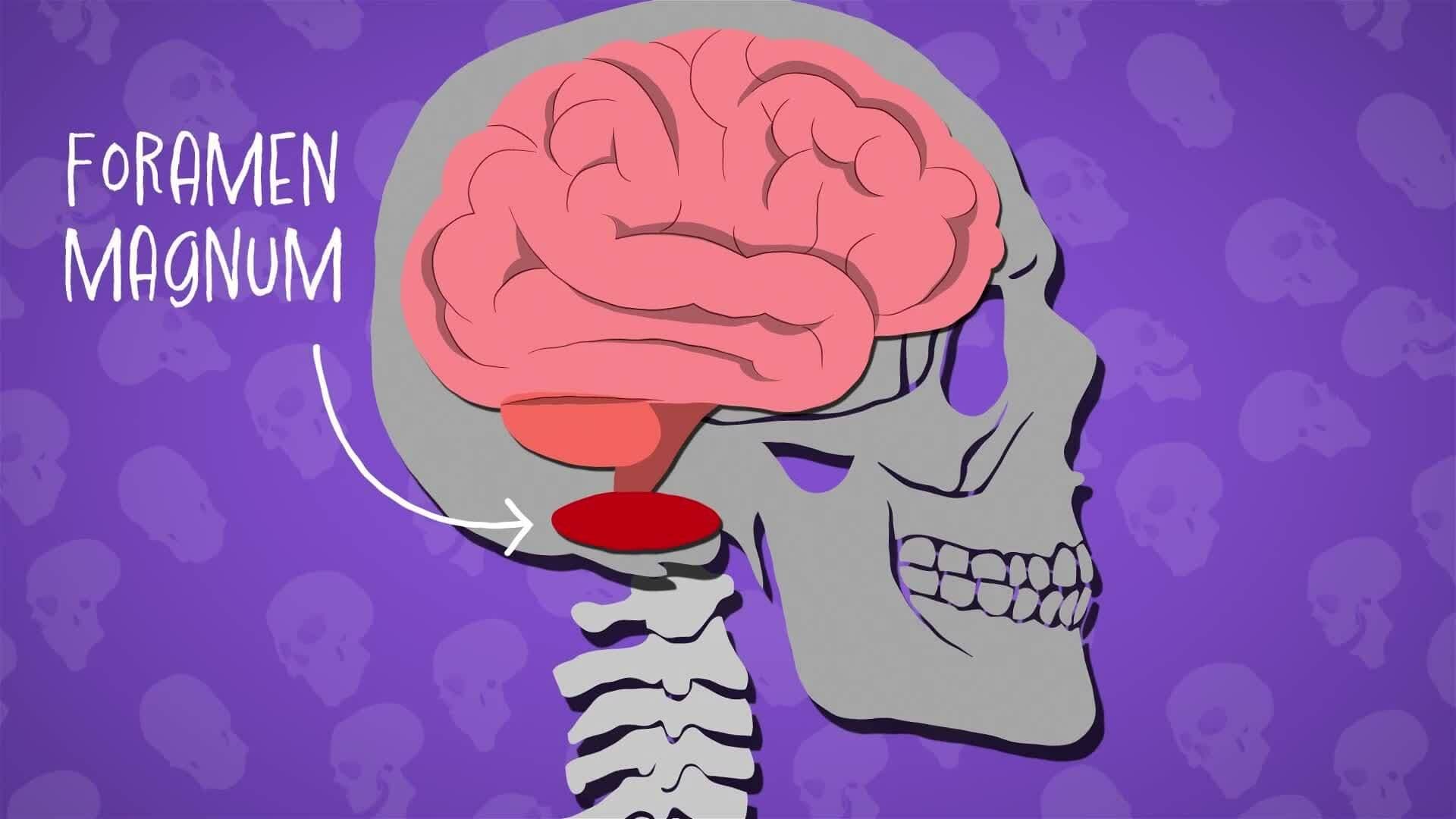 I WONDER - Why Do We Have Holes In Our Skulls?