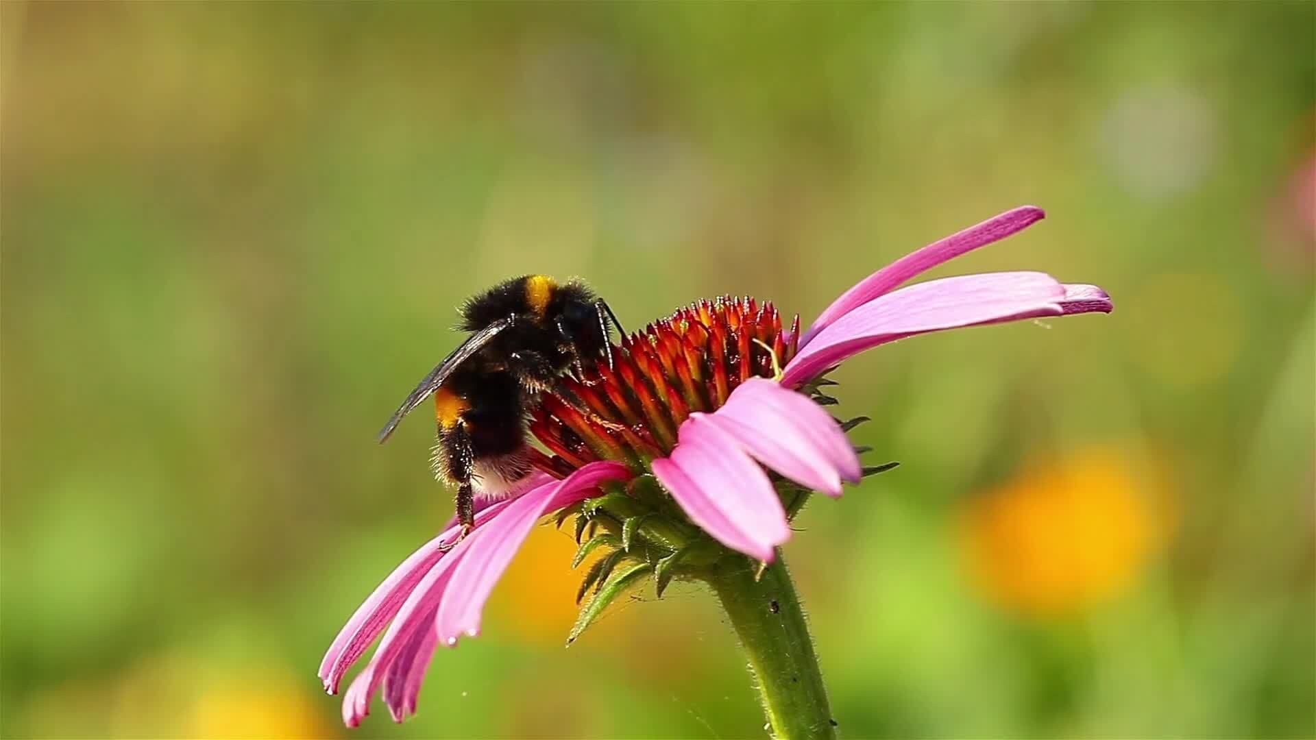 I WONDER - Why Do Bees And Wasps Have Stripes?