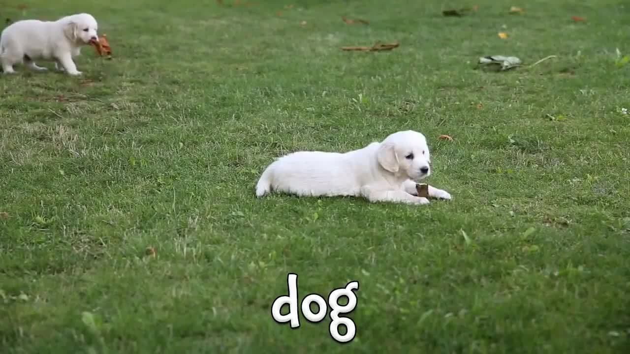 Baby Farm Animals! Cute Videos of Baby Animals for Kids