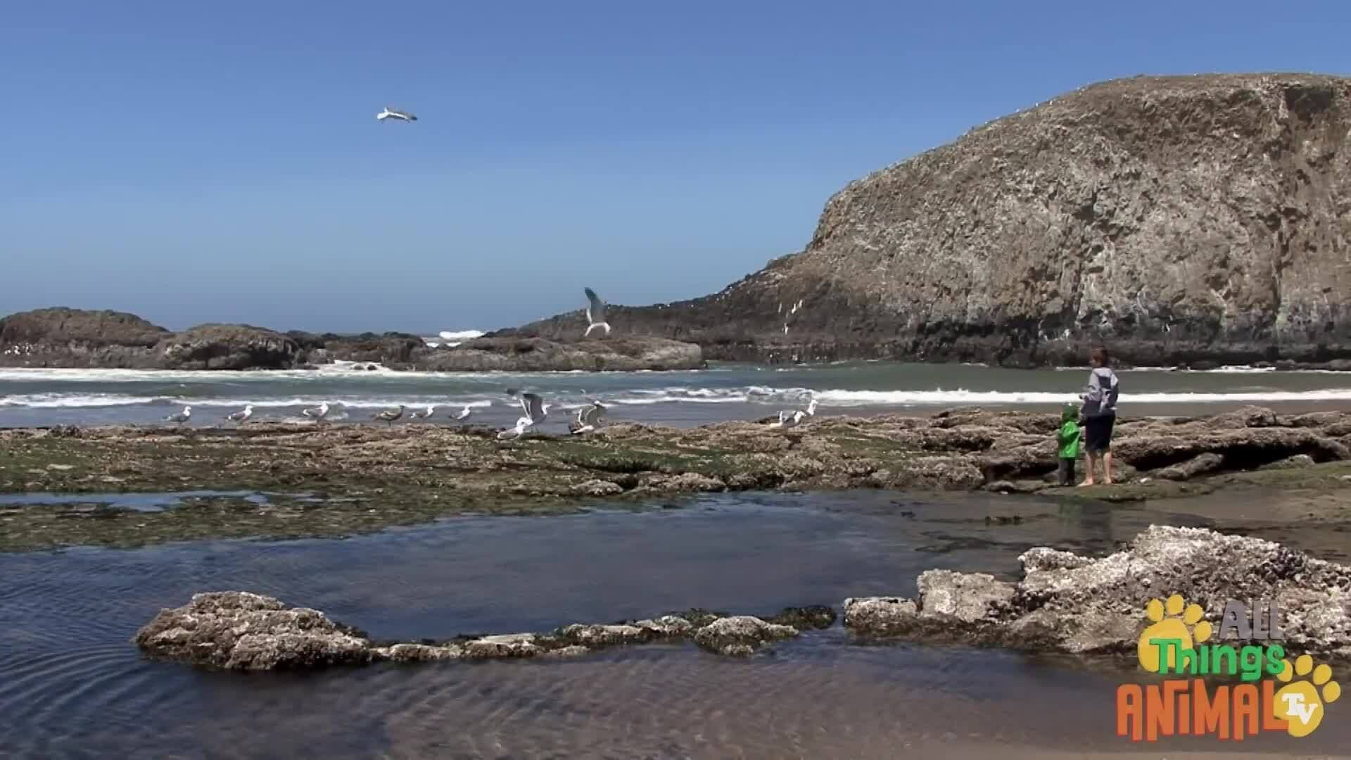 Discovering Seagulls: The Clever Coastal Birds