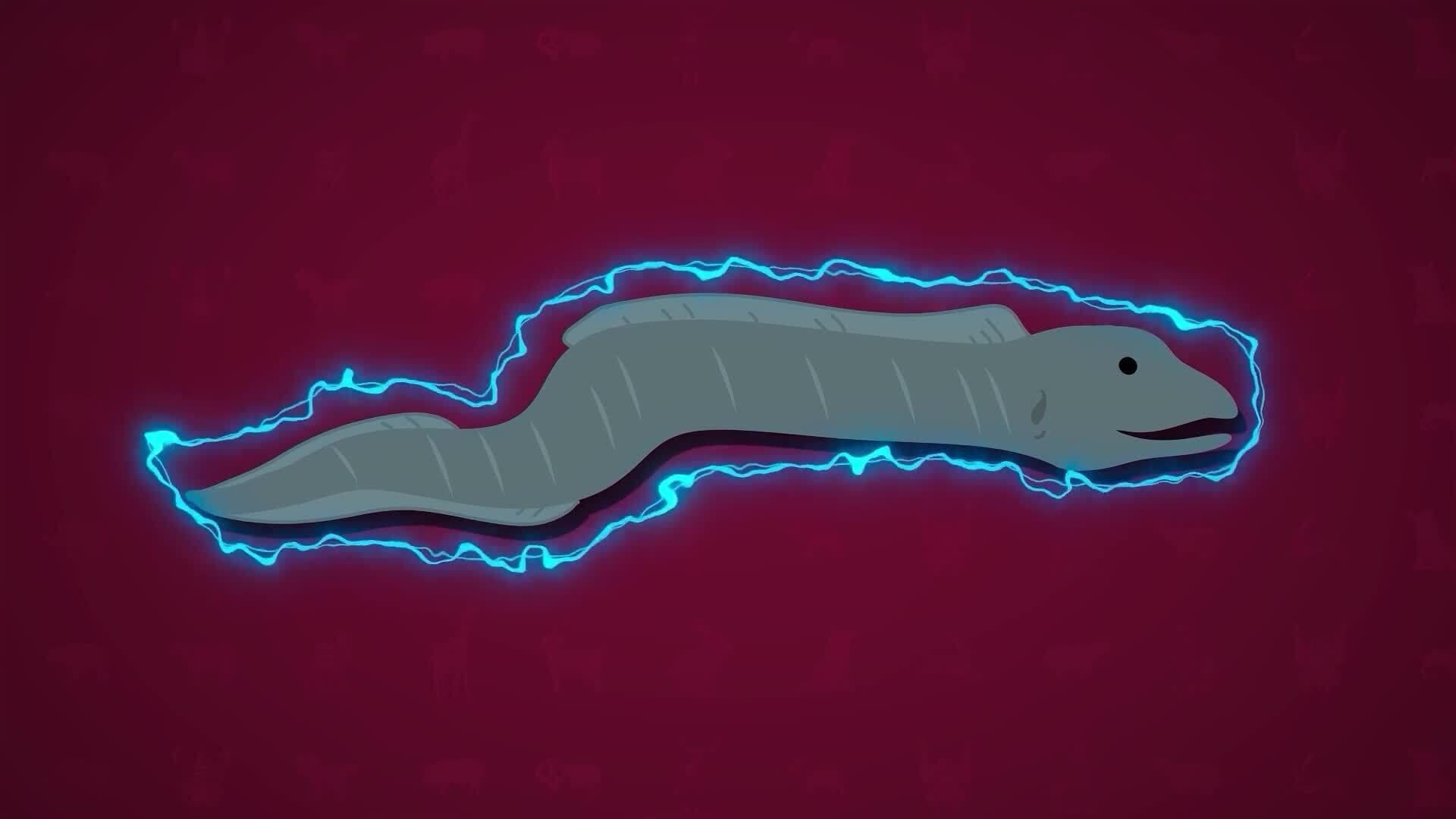 I WONDER - What Is Special About An Electric Eel?