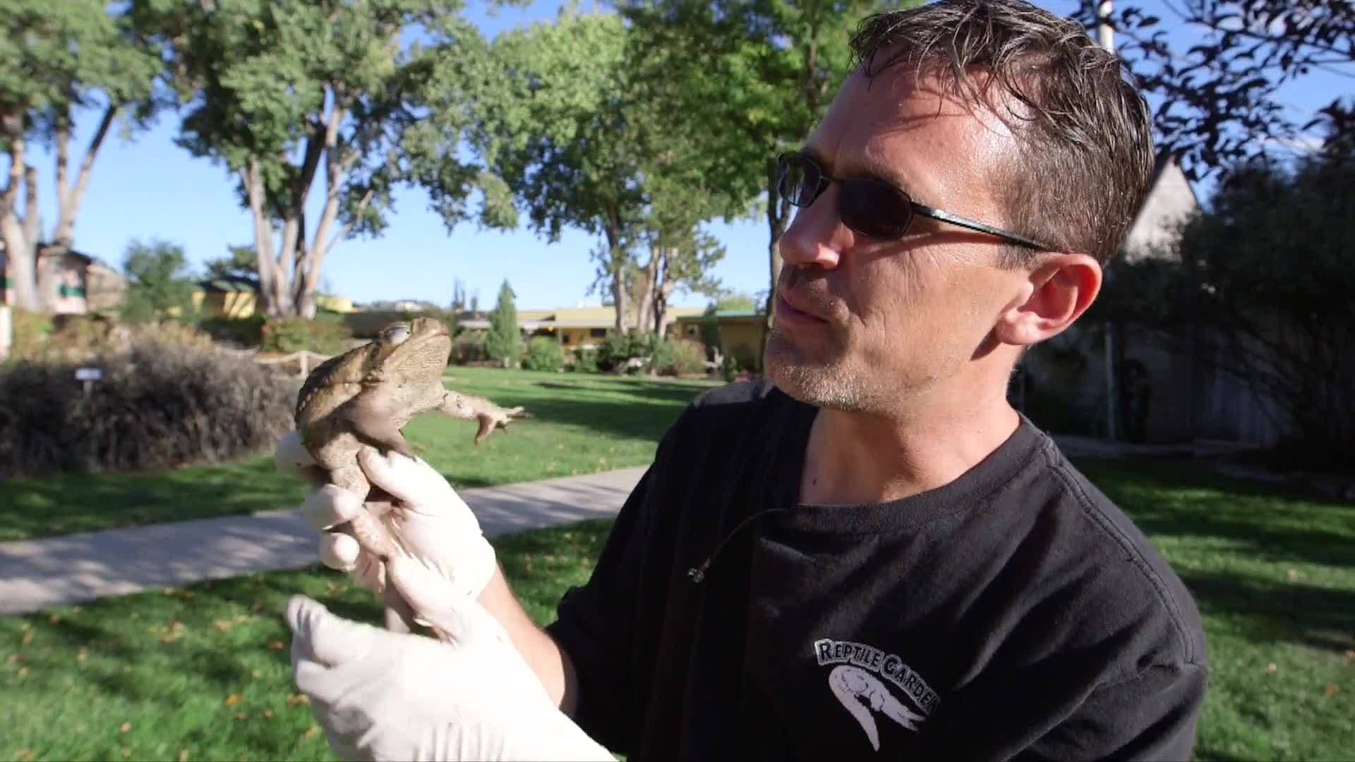 The Marine Toad: The World's Largest and Most Injurious Species