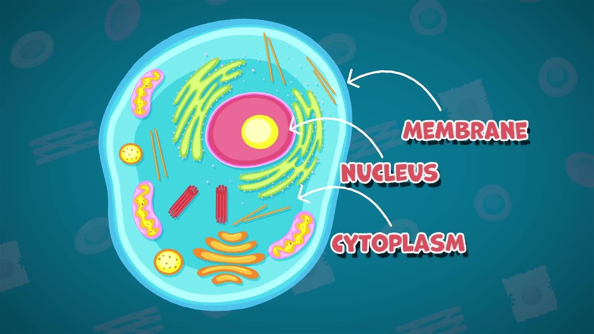 I WONDER - What Are The Main Parts Of Cell?