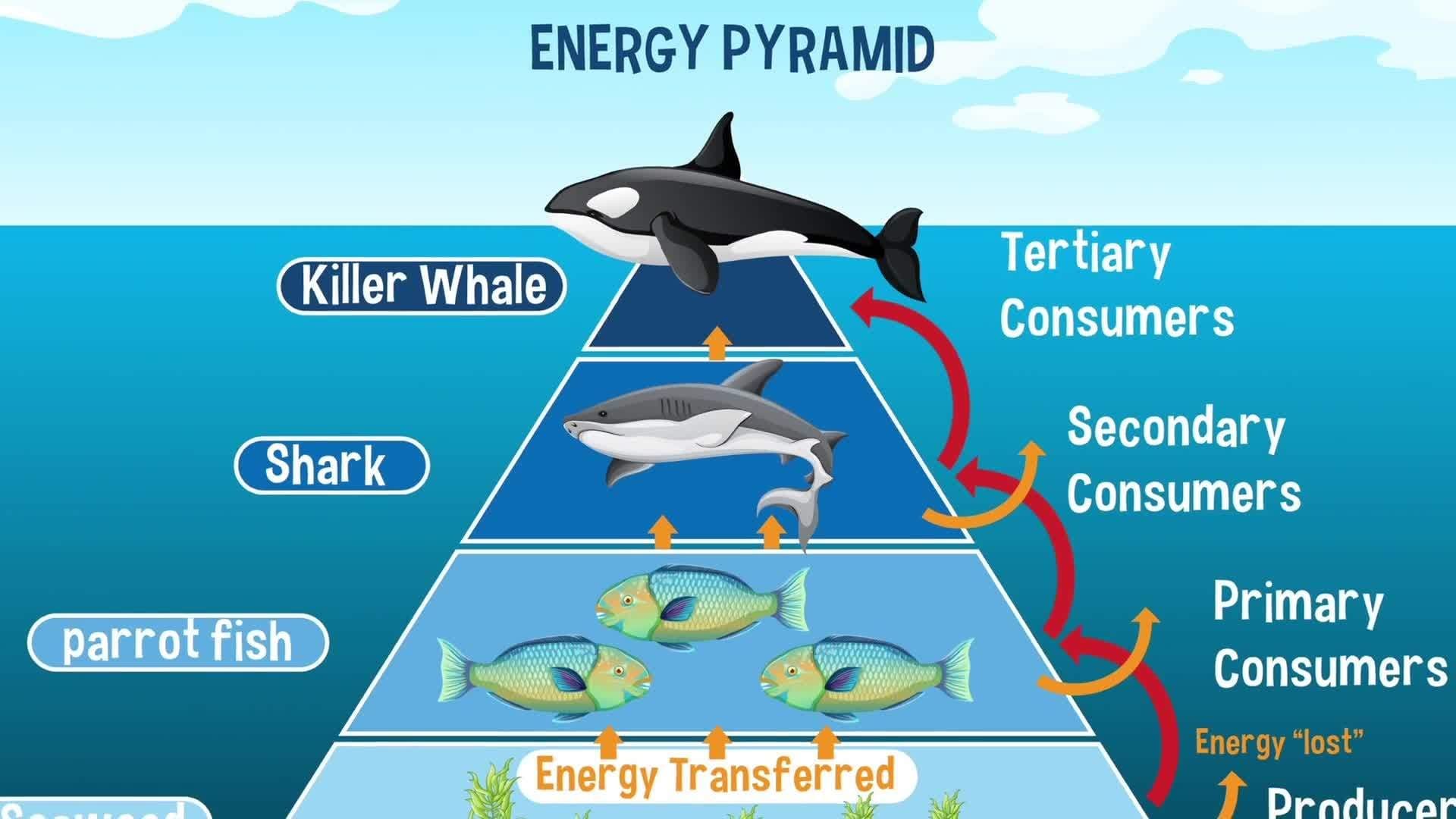 Science Kids: Great White Sharks