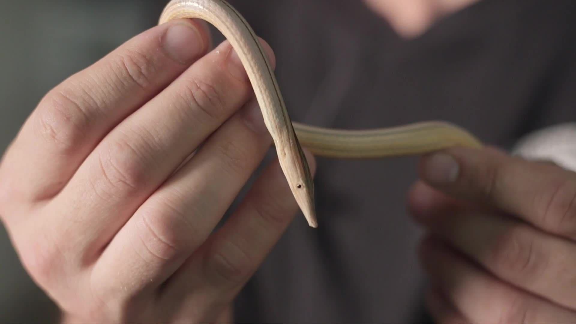 Slimmest Lizard