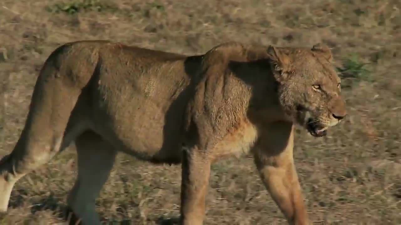 Lions!  Learn about Lions